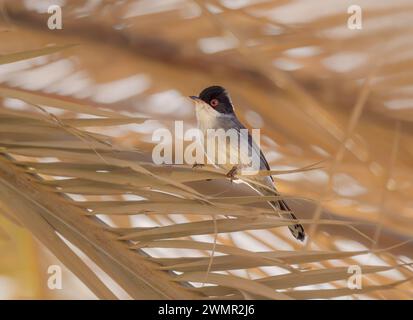 Paruline sarde des Canaries, sous-espèce Curruca melanocephala leucogastra, oiseau mâle perché sur une feuille de palmier séchée, Fuerteventura, îles Canaries Banque D'Images