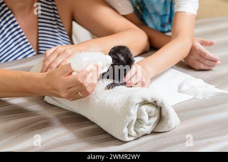 Une femme et un garçon nourrissent un chaton noir orphelin nouveau-né d'une bouteille. Banque D'Images