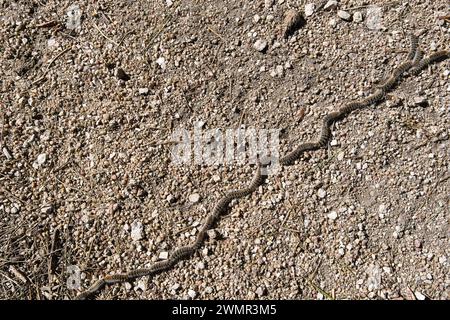 chenille processionnaire de pin en rangée sur le sol. Thaumetopoea pityocampa, Banque D'Images