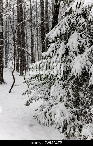 Épicéa chargé de neige fraîche dans le comté de Mecosta, Michigan, États-Unis Banque D'Images