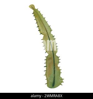 Cactus. Plantes pour la maison. Floriculture. Flore du désert. Illustration d'aquarelle isolée sur fond blanc. Clipart. Banque D'Images