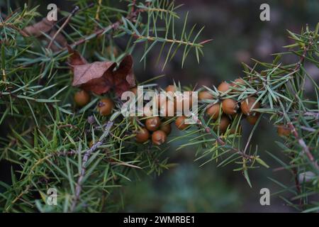 Genévrier, Cade, genévrier Cade, genévrier pichet, cèdre pichet, ou cèdre pointu (Juniperus oxycedrus). Banque D'Images