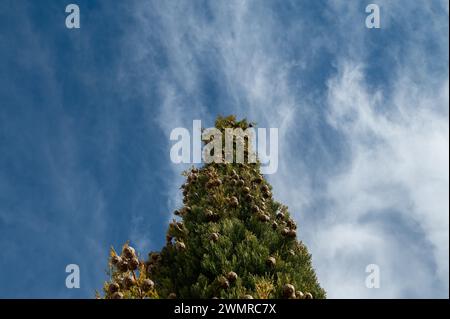 L'arbre, également connu sous le nom de cyprès de cimetière en Turquie, et ses petits cônes. Cupressus sempervirens, fond de ciel nuageux. Banque D'Images