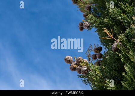 L'arbre, également connu sous le nom de cyprès de cimetière en Turquie, et ses petits cônes. Cupressus sempervirens, fond de ciel nuageux. Banque D'Images