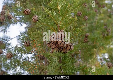 L'arbre et ses petits cônes, également connu sous le nom de cyprès de cimetière en Turquie. Cupressus sempervirens. Banque D'Images