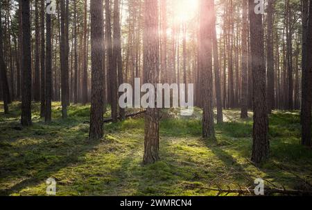 Photo d'une forêt avec le soleil se couchant à travers les arbres, mise au point sélective. Banque D'Images