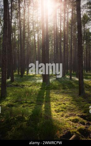 Photo d'une forêt avec le soleil se couchant à travers les arbres, mise au point sélective. Banque D'Images