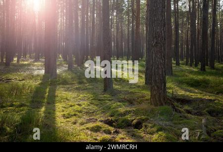 Photo d'une forêt avec le soleil se couchant à travers les arbres, mise au point sélective. Banque D'Images