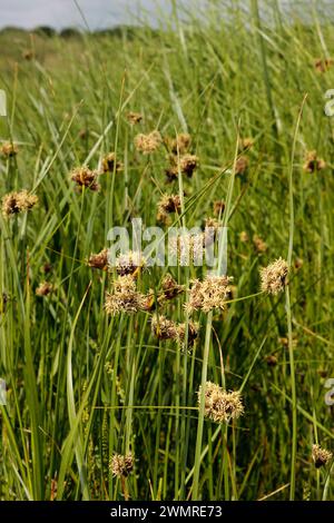 Bolboschoenus maritimus 'Sea Club-rush' Banque D'Images