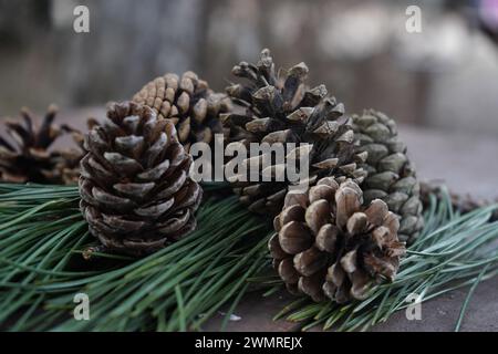 Le pin noir, le pin noir japonais ou le pin japonais (Pinus thunbergii) (syn : Pinus thunbergiana) Banque D'Images