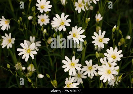 Stellaria holostea « Greater Stitchwort » Banque D'Images