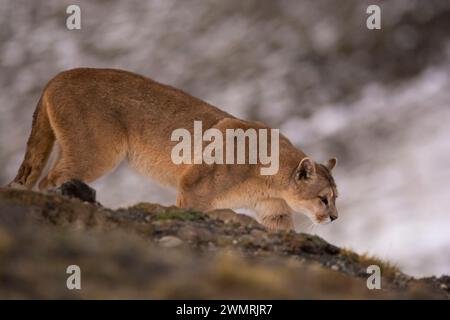 Puma marche en montagne, parc national Torres del Paine, Patagonie, Chili. Banque D'Images