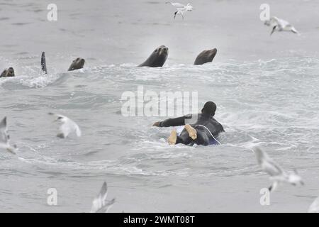 Pacific Grove, Californie, États-Unis. 27 février 2024. Phoques portuaires (Phoca vitulina) curieux du Nouveau garçon avec la planche de surf (crédit image : © Rory Merry/ZUMA Press Wire) USAGE ÉDITORIAL SEULEMENT! Non destiné à UN USAGE commercial ! Banque D'Images