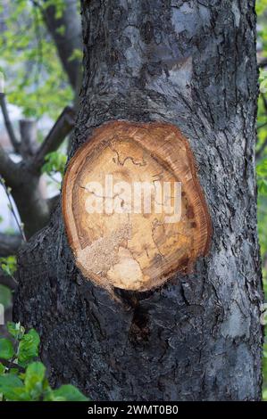 Concept de jardinage de printemps. Taille des arbres au printemps, gros plan. couper les vieilles branches. Soin du jardin après les gelées hivernales. Passe-temps. Banque D'Images