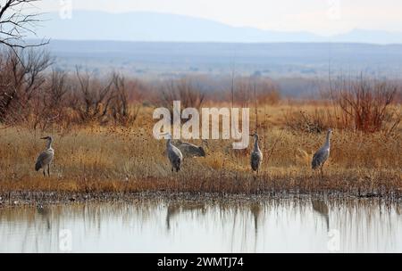 Grues sur le lac - Bosque del Apache National Wildlife refuge, Nouveau-Mexique Banque D'Images