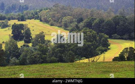 prairies verdoyantes, forêt de pins et paysage vallonné des montagnes de nilgiri au 9th mile point de vue près de la station de colline ooty à tamilnadu, dans le sud de l'inde Banque D'Images