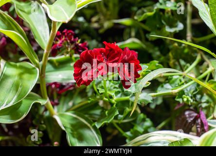 Pelargonium peltatum rouge ou pelargonium lierre et géranium en cascade Banque D'Images