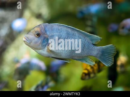 Le zèbre mbuna (Maylandia zebra) poisson dans l'aquarium Banque D'Images