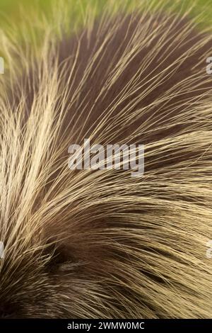 Cheveux Porcupine, Tseriadun State Recreation Site, Oregon Banque D'Images