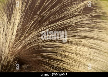 Cheveux Porcupine, Tseriadun State Recreation Site, Oregon Banque D'Images