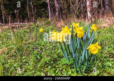 Fleurs de jonquille jaunes au printemps Banque D'Images