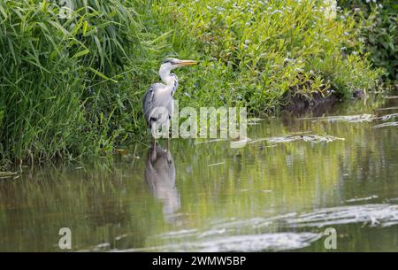 Une pêche au héron gris se tient patiemment dans l'eau au bord d'une rivière attendant d'attraper un poisson Banque D'Images