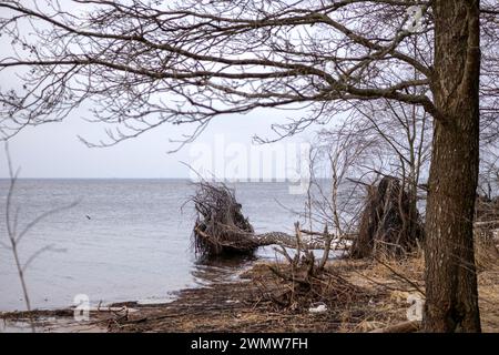 un arbre avec des racines tombées sur un fond d'eau Banque D'Images
