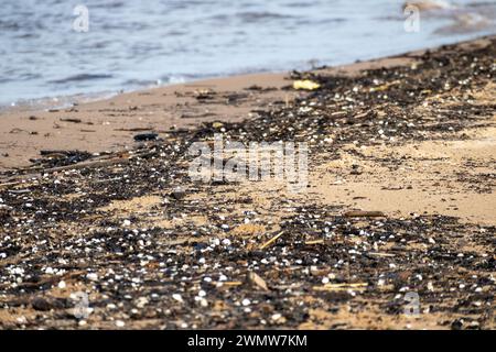 De petites coquilles blanches échouées sur le bord de mer parmi de petits morceaux de bois noirs Banque D'Images