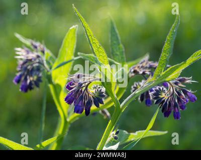 Belles fleurs de consoude violette en fleurs - Symphytum officinale - dans le jardin maison. Illuminé par la lumière du soleil du matin. Gros plan. Banque D'Images