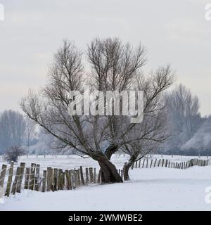 Pollard ancien arbre sur un matin d'hiver glacial sur la neige a couvert les terres agricoles, en milieu rural, région du Bas Rhin, la Rhénanie du Nord-Westphalie, Allemagne. Banque D'Images