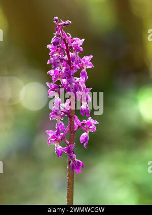 Orchidée pourpre précoce (Orchis mascula) avec des gouttes de pluie dans les bois, Larkley Woods, Kent UK Banque D'Images