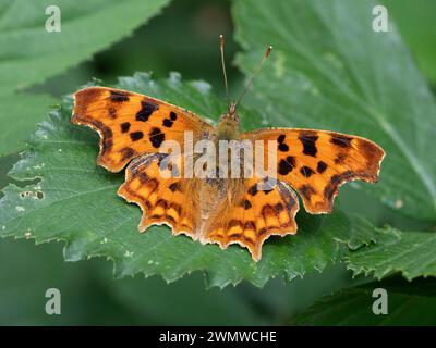 Comma Butterfly (Polygonia c-album) perché sur feuille au soleil, Dene Woods, Kent UK Banque D'Images