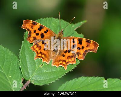 Comma Butterfly (Polygonia c-album) perché sur feuille au soleil, Dene Woods, Kent UK Banque D'Images