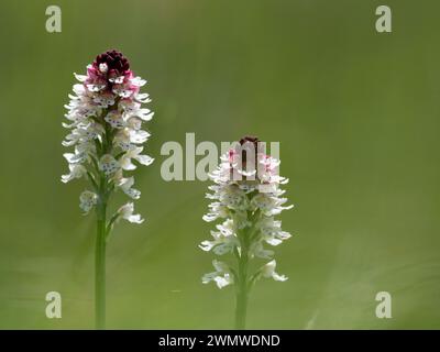 Orchidée à pointe brûlée (Neotinea ustulata) Mount Caburn, Lewes Downs, East Sussex Banque D'Images