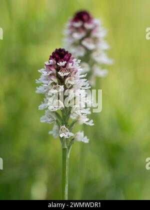 Orchidée à pointe brûlée (Neotinea ustulata) Mount Caburn, Lewes Downs, East Sussex Banque D'Images
