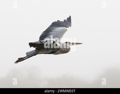 Heron gris (Ardea cindrea) survolant des champs agricoles, réserve naturelle de Stodmarsh, Kent, Royaume-Uni Banque D'Images
