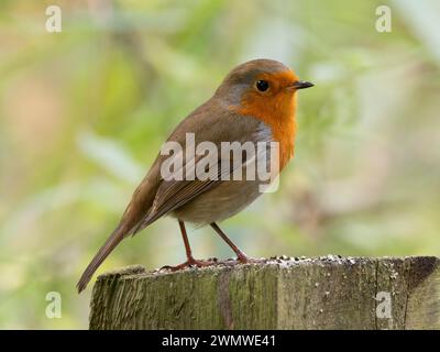 Robin (Erithacus rubecula) sur un poteau de clôture, réserve naturelle de Stodmarsh, Kent, Royaume-Uni Banque D'Images