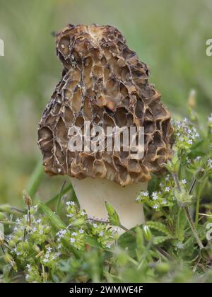 Champignons morilles, (Morchella vulgaris) par plage, réserve naturelle de Sandwich, Kent UK, image empilée Banque D'Images