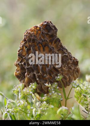 Champignons morilles, (Morchella vulgaris) par plage, réserve naturelle de Sandwich, Kent UK, image empilée Banque D'Images