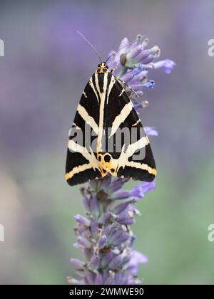 Jersey Tiger Moth (Euplagia quadripunctaria) sur fleur de lavande dans le jardin, Ramsgate, Kent UK Banque D'Images