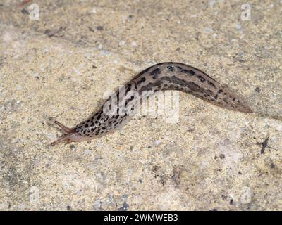 Leopard Slug (Limax maximus) sur le patio dans le jardin, Ramsgate, Kent Royaume-Uni Banque D'Images
