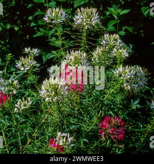 Fleurs d'araignée blanches et rose foncé Cleome spinosa 'Helen Campbell' et 'Cherry Queen' poussant dans le jardin anglais, Angleterre, Royaume-Uni Banque D'Images