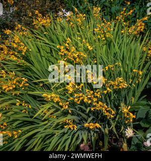 Crocosmia 'Honey Angels' / montbretia 'Honey Angels' plante avec des fleurs jaune vif poussant dans le jardin anglais, Angleterre, Royaume-Uni Banque D'Images