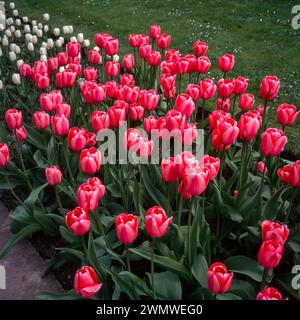 Tulipa rose vif 'Pink impression' fleurs de tulipe poussant en Angleterre en avril, Royaume-Uni Banque D'Images