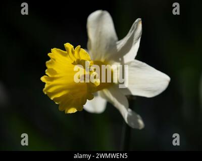 Fleur de jonquille sauvage (Narcissus pseudonarcissus) Wisley Gardens, Surrey UK Banque D'Images