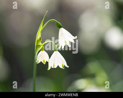 Fleur de flocon de neige d'été (Leucojum aestivum) Wisley Gardens, Surrey UK Banque D'Images