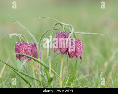 Snakes Head Fritillary Flowers couverts de rosée tôt le matin, (Fritillaria meleagris) Iffley Meadows, Oxford UK Banque D'Images