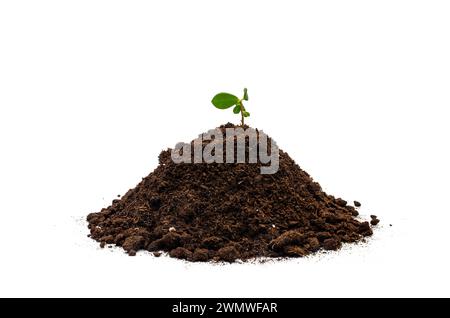 Plants de germes verts poussant à partir d'un tas de terre, isolés sur un fond blanc. Écologie et espoir Banque D'Images