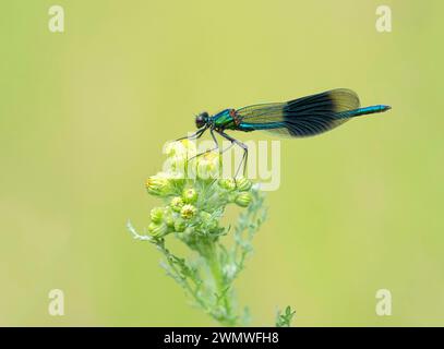 Banded Demoiselle (Calopteryx splendens) mâle, Wiltshire, Royaume-Uni Banque D'Images