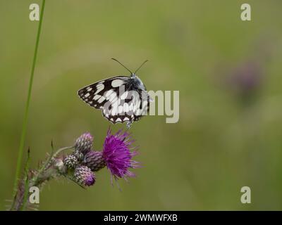 Papillon blanc marbré (Melanargia galathea) en vol au-dessus de Spear Thistle Flower (Cirsium vulgare) Wiltshire UK Banque D'Images
